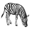 ZEBRA001