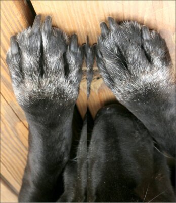 paws doggy