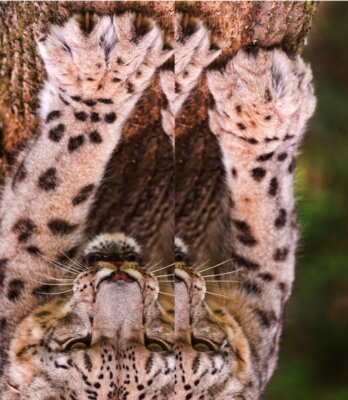 paws snowleopard tambako 2